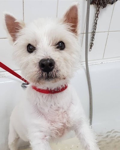 Grooming Van Image