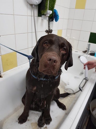 Grooming Van Image