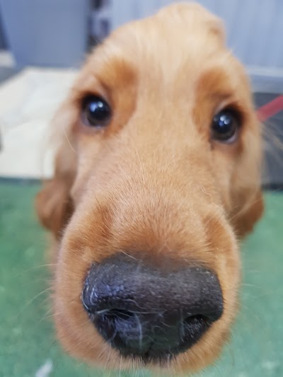 Grooming Van Image