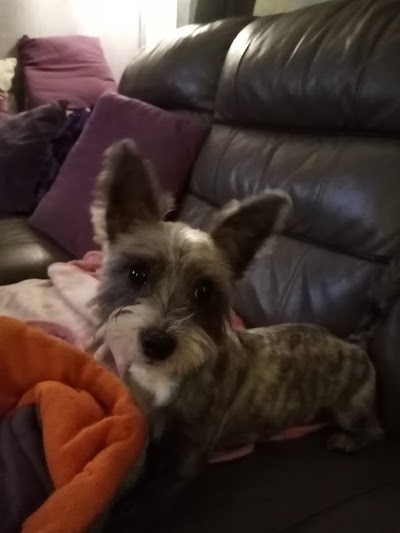 Grooming Van Image