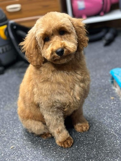 Grooming Van Image