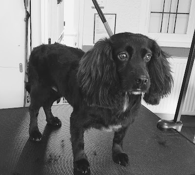 Grooming Van Image