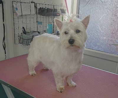 Grooming Van Image