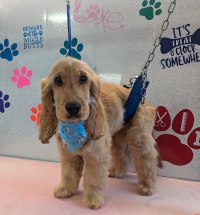 Lou's Pawfect Groom