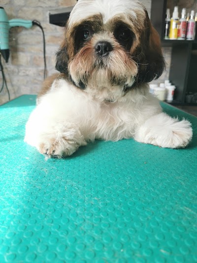 Grooming Van Image