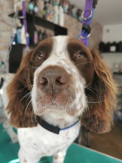 Grooming Van Image