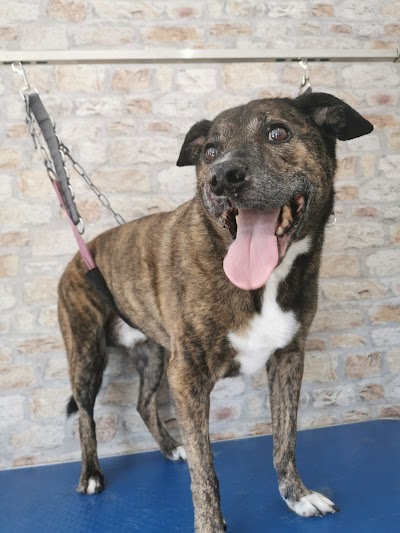 Grooming Van Image