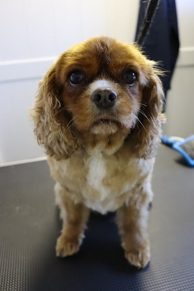 Grooming Van Image