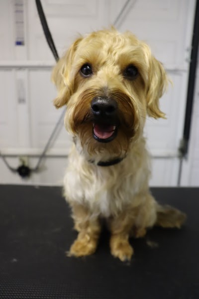 Grooming Van Image