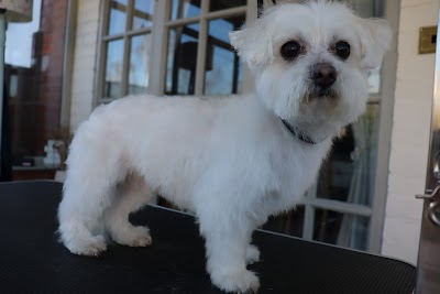 Grooming Van Image
