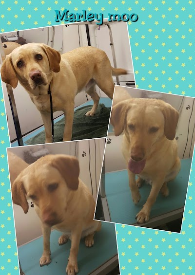 Grooming Van Image