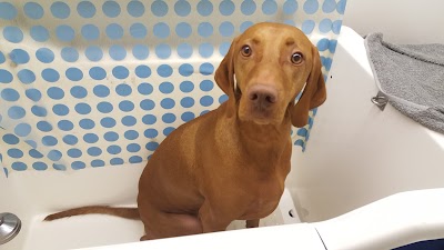 Grooming Van Image