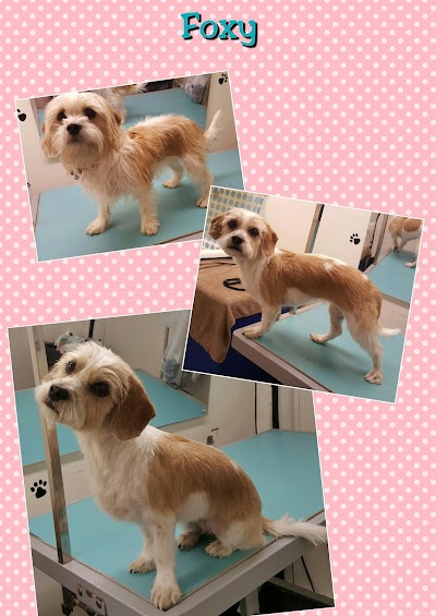 Grooming Van Image