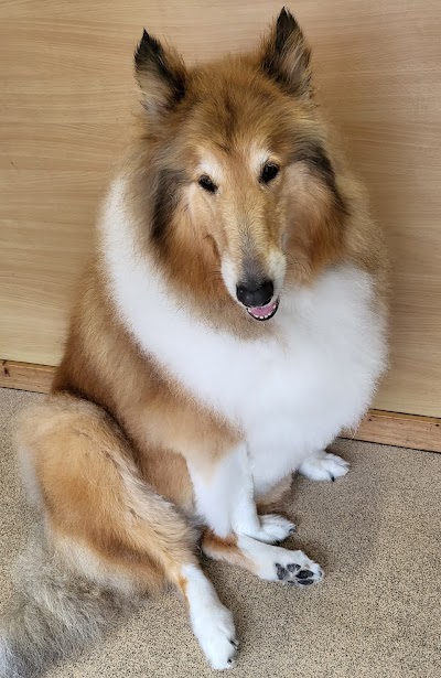 Grooming Van Image