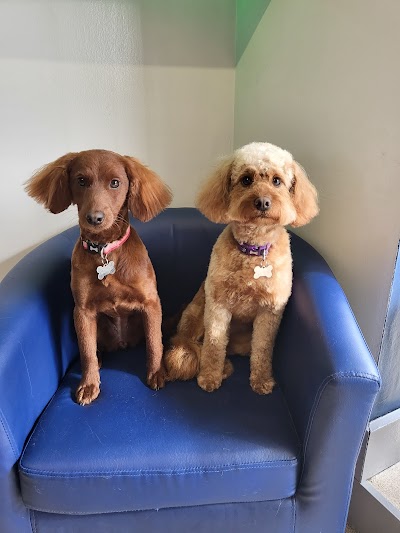 Paws Groomers