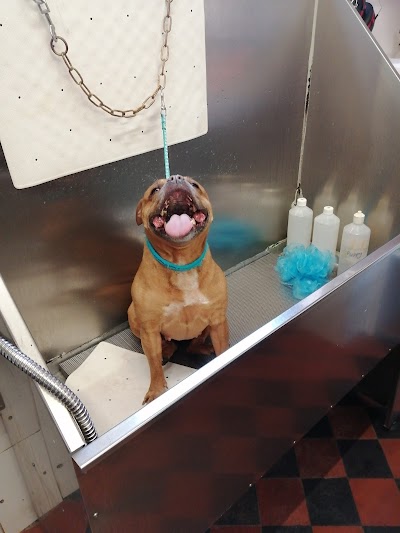 Grooming Van Image