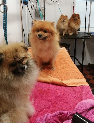 Grooming Van Image
