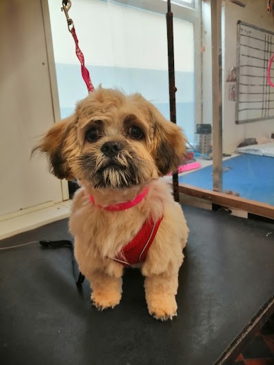 Grooming Van Image