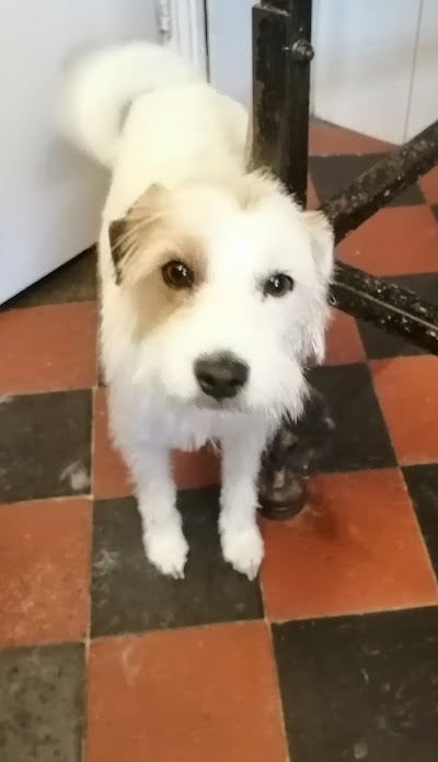 Grooming Van Image