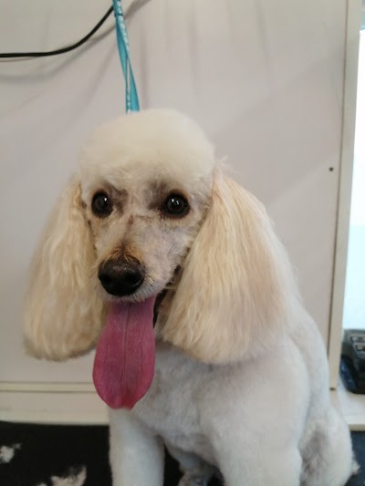 Grooming Van Image