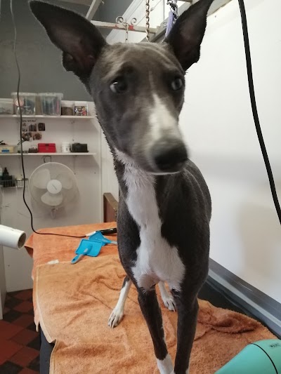 Grooming Van Image