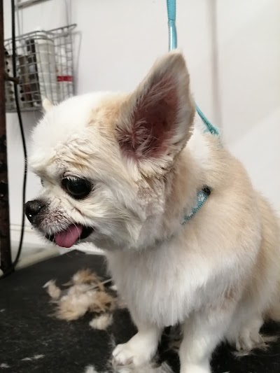 Pet Care