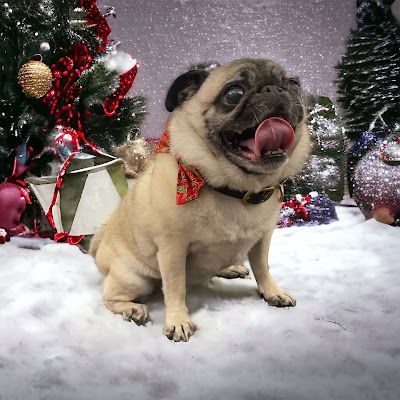 Grooming Van Image