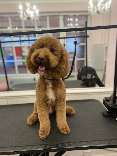 Posh pawz dog grooming