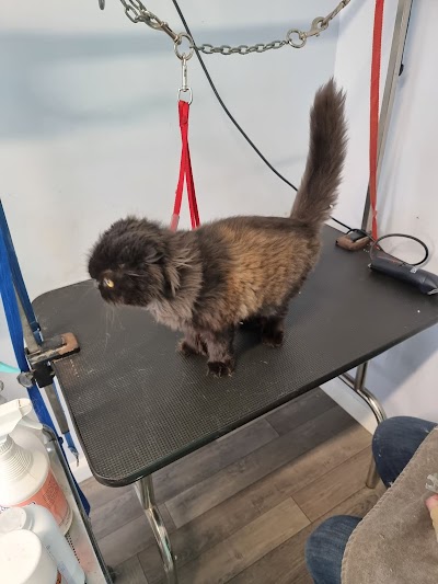 Grooming Van Image