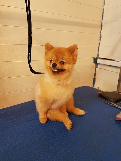 Grooming Van Image
