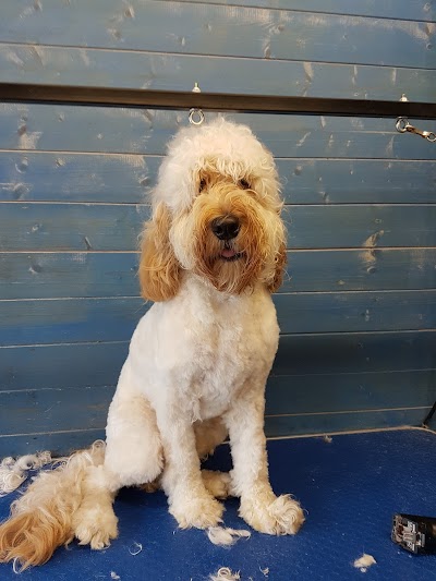 Grooming Van Image