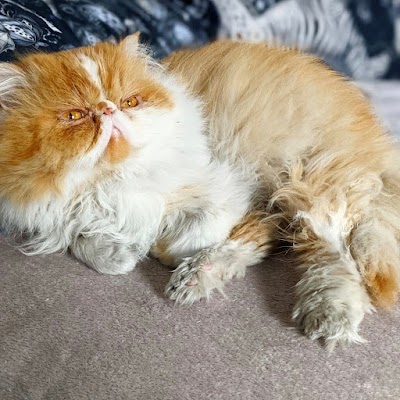 Grooming Van Image