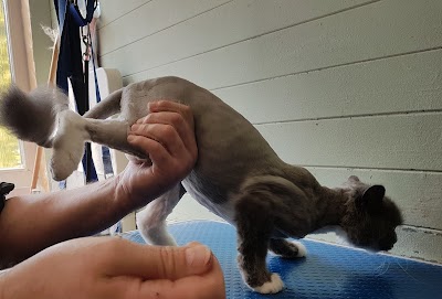 Grooming Van Image