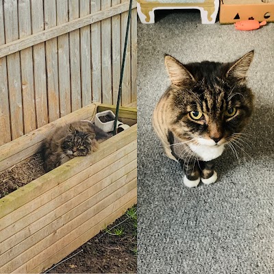 Purrfect And Pooch Ltd: Cat and Dog Groomers (Sheffield)