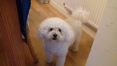SCRUFFY 2 FLUFFY MOBILE DOG GROOMING