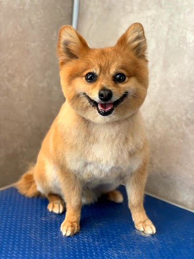 Grooming Van Image