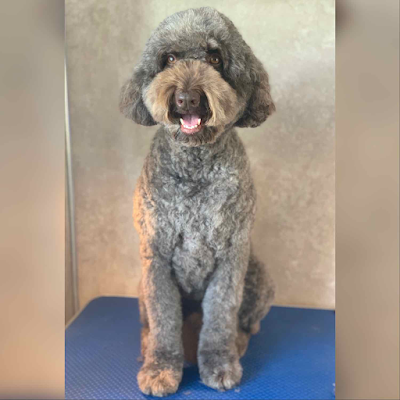 Grooming Van Image