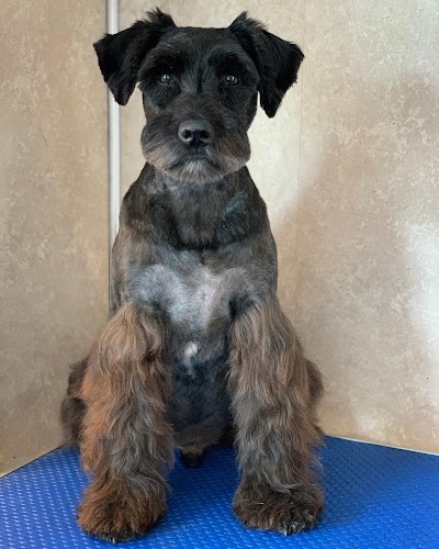 Grooming Van Image