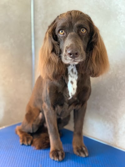 Grooming Van Image