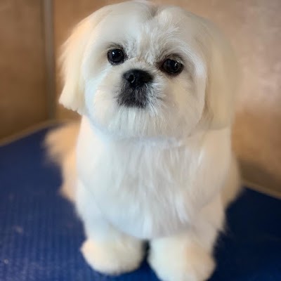 Grooming Van Image