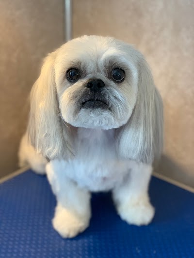 Sassy Paws Dog Groomers