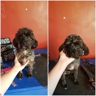 Grooming Van Image