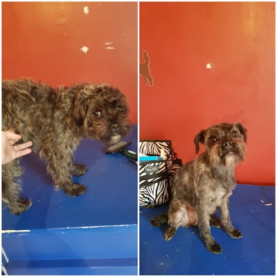 Grooming Van Image