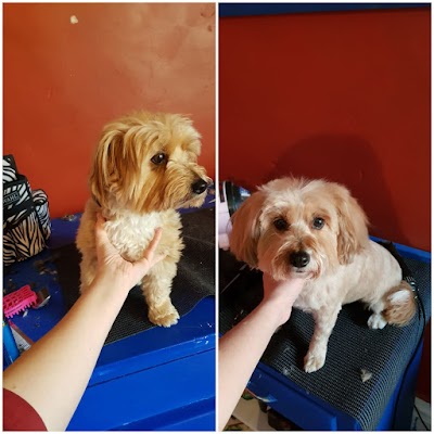 Grooming Van Image