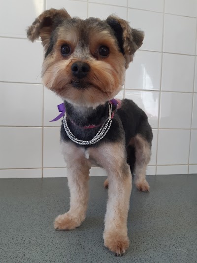 Grooming Van Image