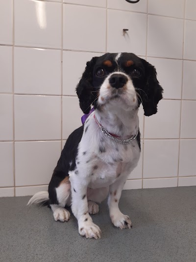 Grooming Van Image