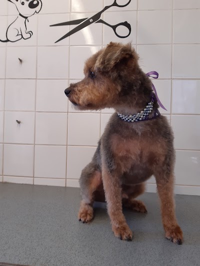 Grooming Van Image