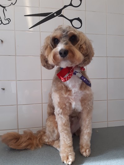 Grooming Van Image