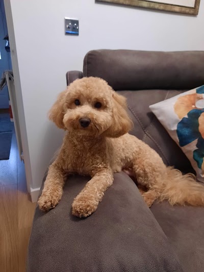 Grooming Van Image