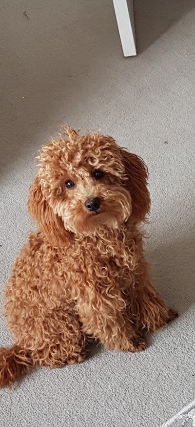 Grooming Van Image